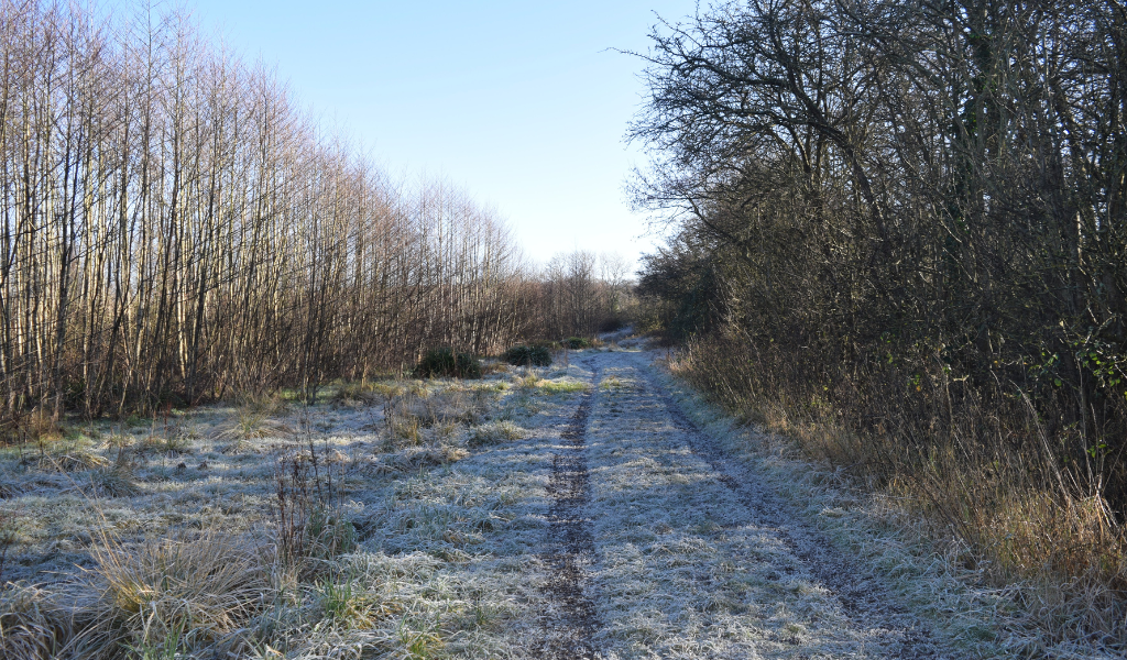 A frosty footpath with a corridor of trees running either side