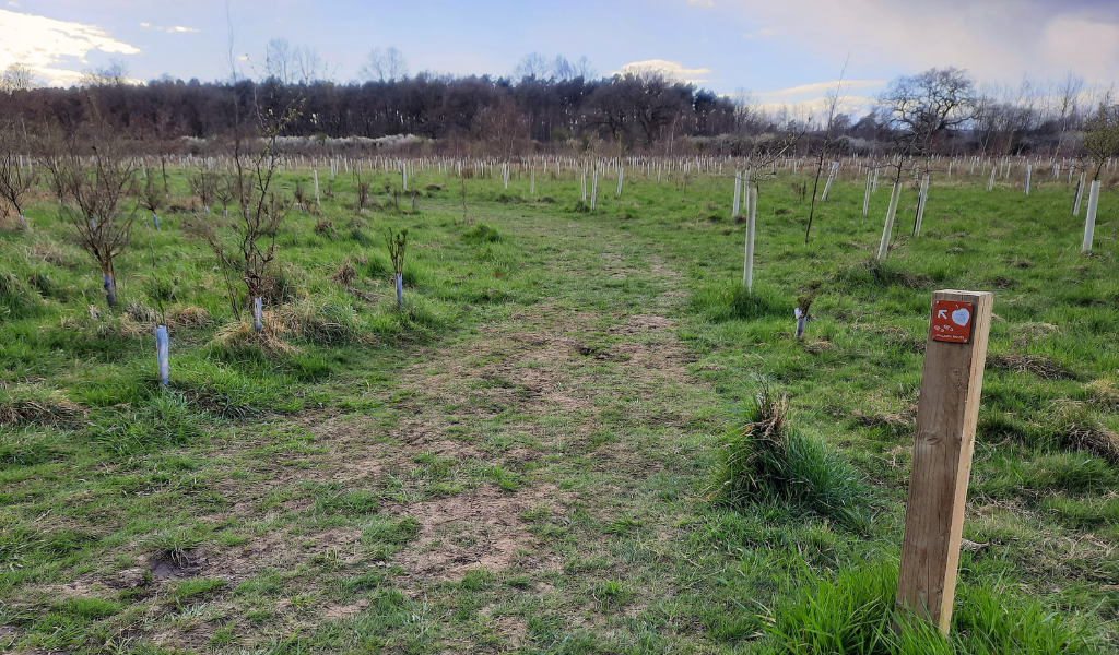 A footpath leading through a young woodland