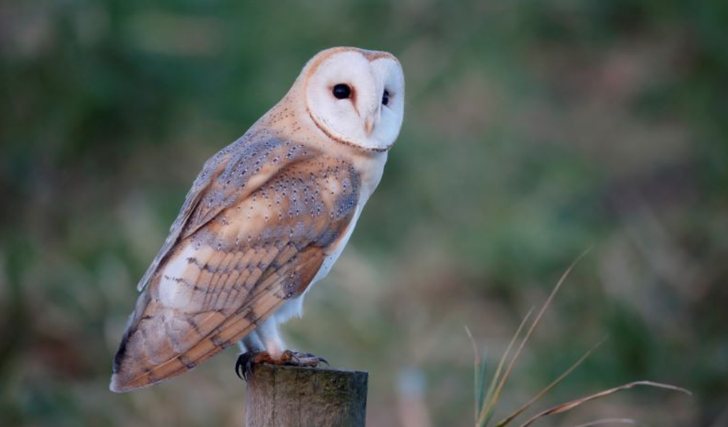 A close up of a barn owl looking out for prey