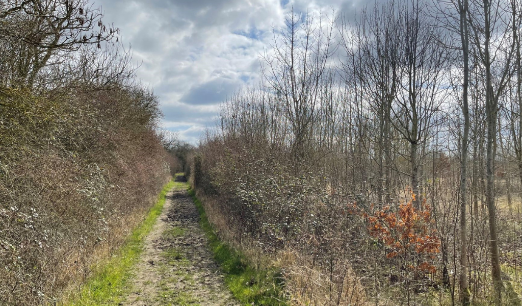 The footpath continuing along a young woodland at Coxmere Wood