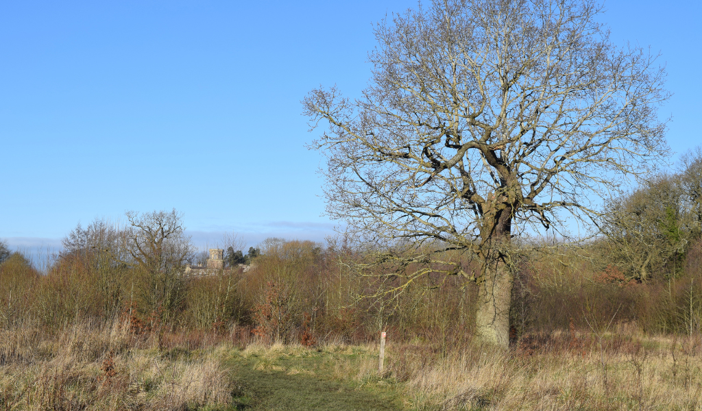 An open grassy area with a large oak tree on the right and a glimpse of Studley Castle in the background