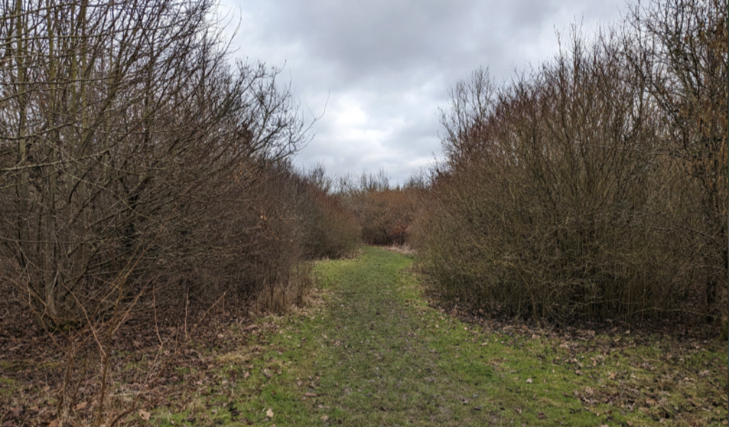 A footpath running through a corridor of blackthorn hedges