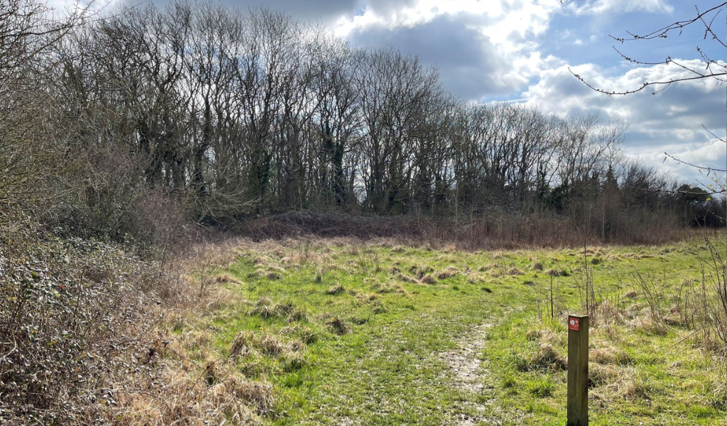 A view of an open area lined with mature trees at Coxmere Wood