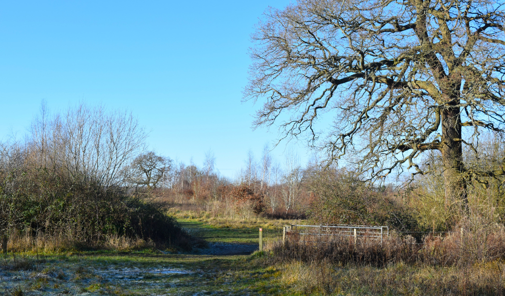 An intersection of paths in front of a large mature bare oak tree