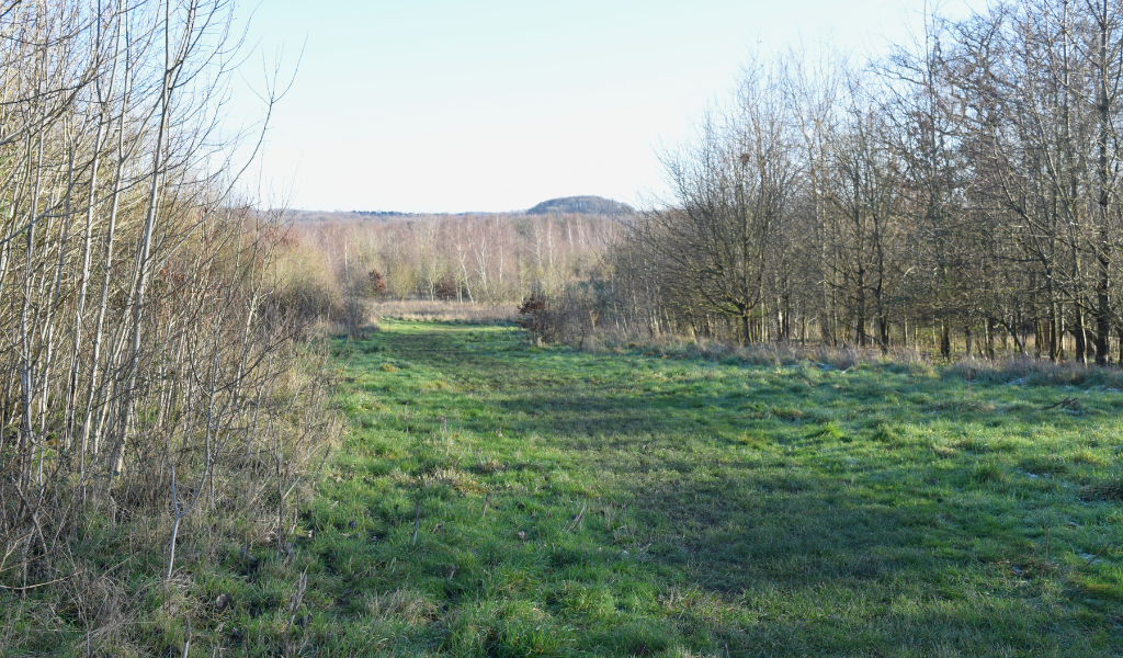 A view looking downhill over Haydon Way Wood across to Windmill Hill in the distance