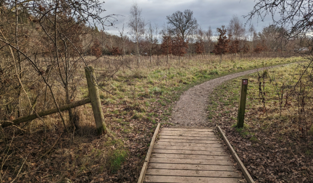 The path leading out of the young copse into open grassland