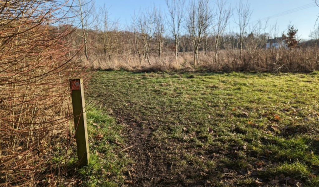 An open area of forest on the right and waymarker post on the left