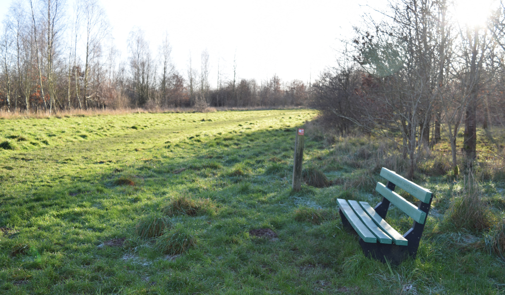 An open ride at Haydon Way Wood with a bench on the right hand side