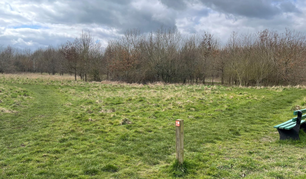 A glade opposite a bench along a forked path at Gidding's Wood