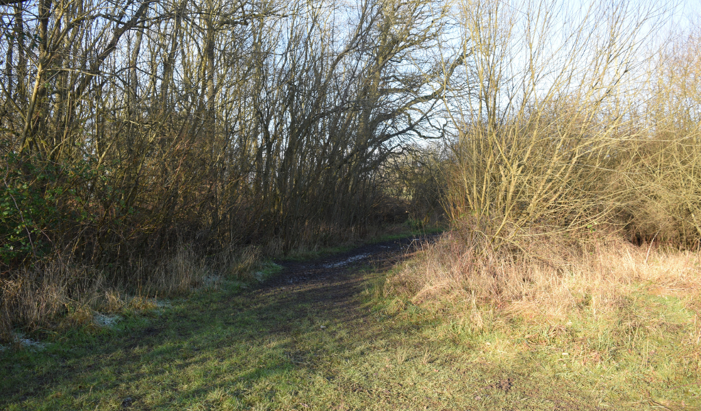 A footpath leading to the right with bare wintery trees running along each side