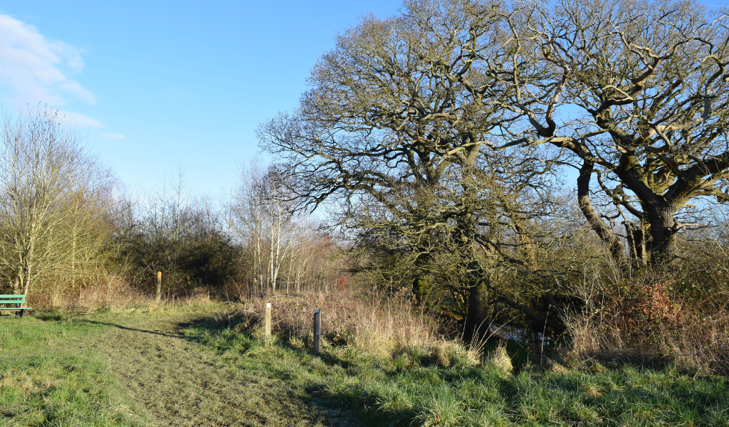 A natural pond in the Forest covered by mature oak tree canopies and grasses