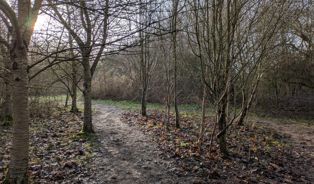 A path at the start of the walk near the car park in Dorothy's Wood