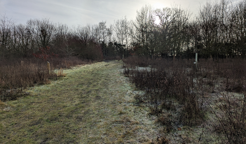 An alternative view near the 'tree dedication' area in Dorothy's Wood