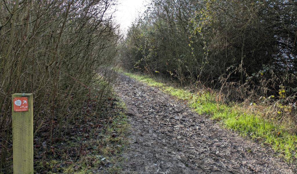 The footpath continuing ahead surrounded by shrubs and trees along the woodland path