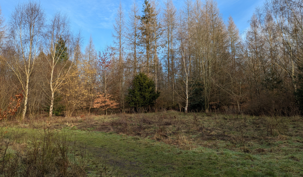 A glade with two paths leading through a young woodland at Romans Field Wood