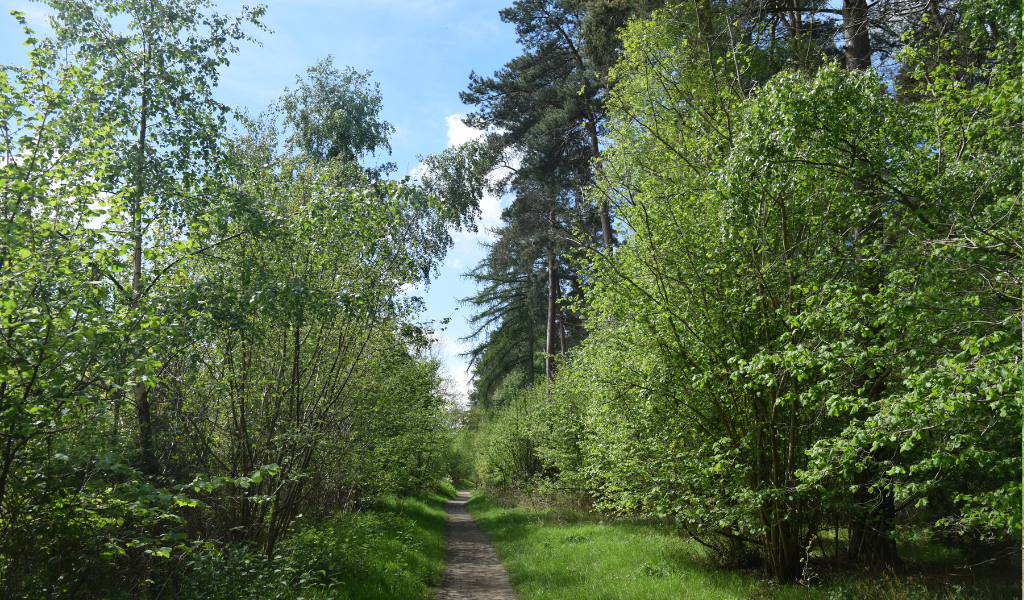 A footpath leading through a mature woodland with Scots pine trees on the right