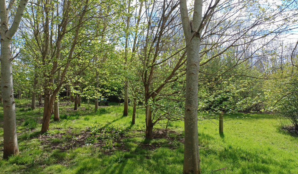 A path running through a young woodland near the end of the Gidding's Wood walk