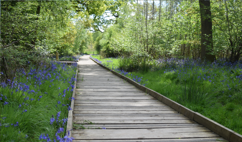 A boardwalk through the Forest at Morgrove Coppice