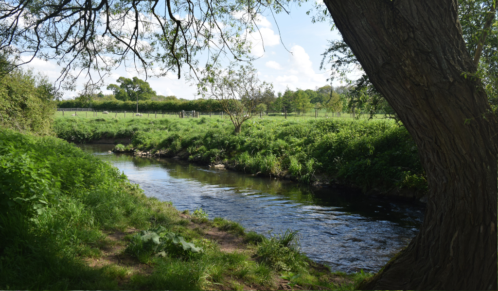 A view of the River Arrow at Haydon Way Wood