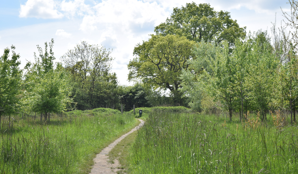 A path leading into open grassland and a young woodland with mature trees in the distance