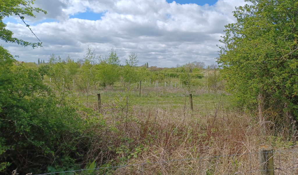 A view from the path along the mature hedgerow with a young plantation to the right