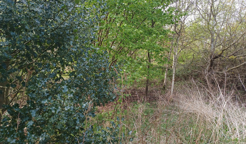 A view of a mature holly and other trees and grasses at Giddings Wood