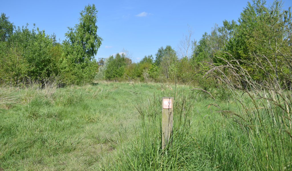 The footpath continuing through an open wildflower meadow