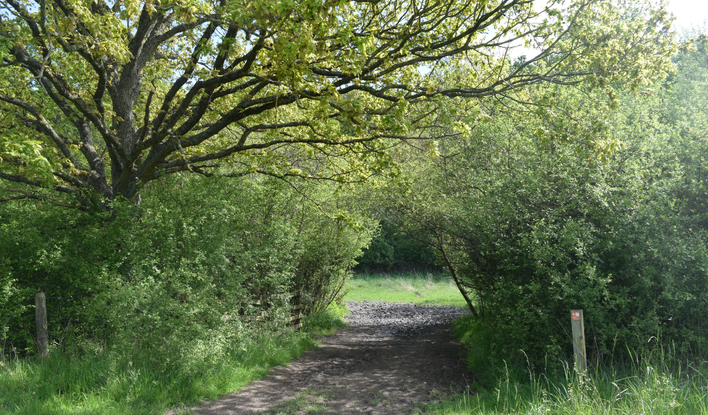 A footpath leading through mature trees into Spernal Park woodland