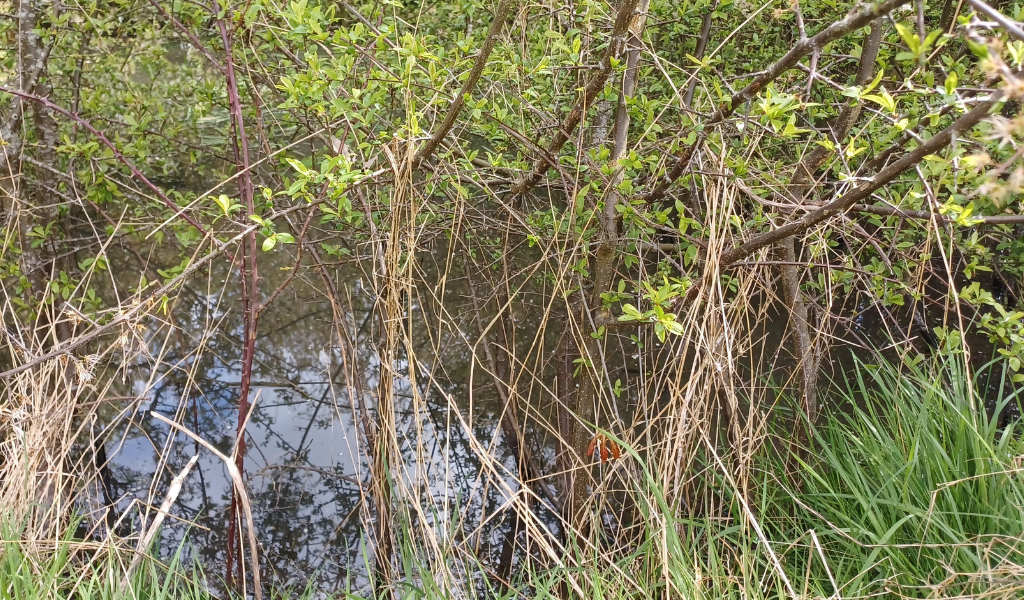 A small pond hidden amongst the brash and grass of the hedgerow