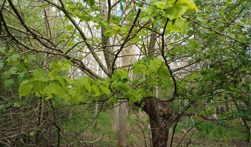 A small leaved lime growing with an unusual shape in Giddings Wood