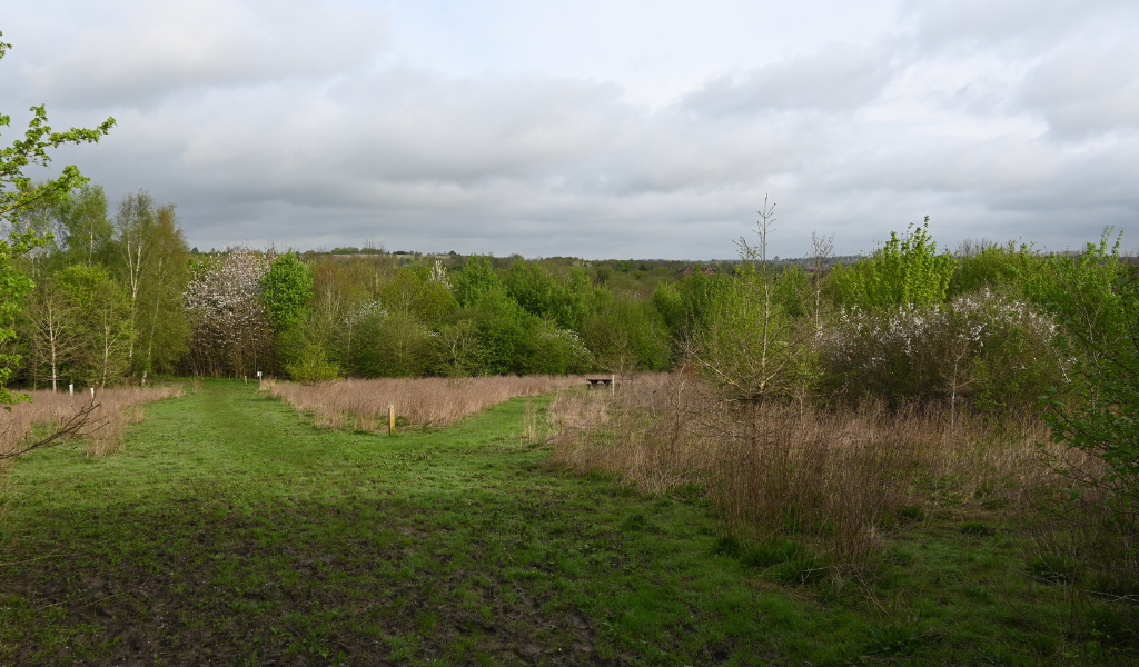 A view looking behind at the 'tree dedication' area in Dorothy's Wood