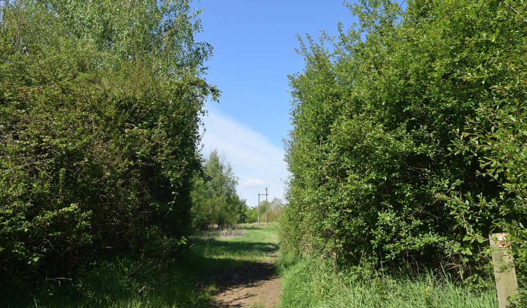 The footpath continuing through a gap in a hedgerow with a waymarker post on the right