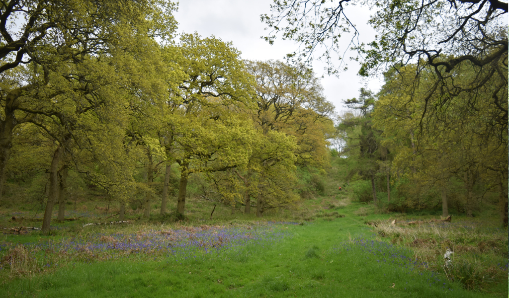 Looking up towards the ridge along Spernal Park woodland