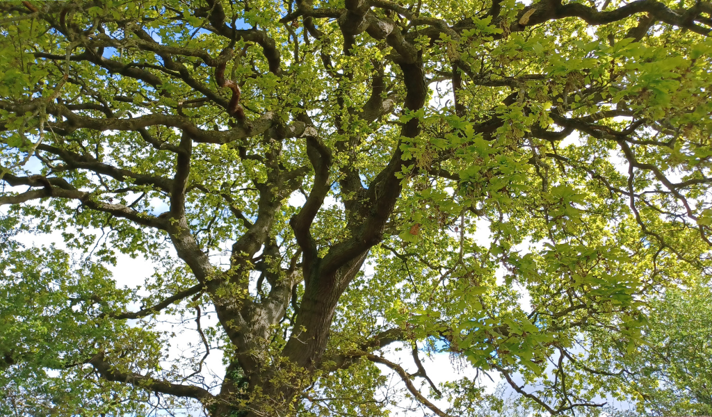 A close up of the crown of a mature oak tree