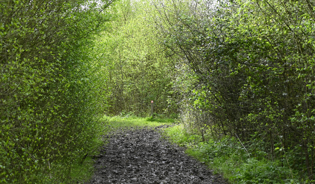 The footpath continuing ahead surrounded by shrubs and trees along the woodland path