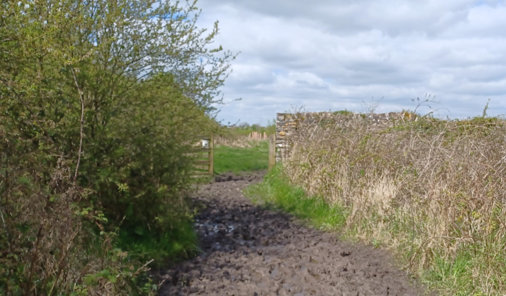 A footpath running alongside a stone wall with a young woodland ahead