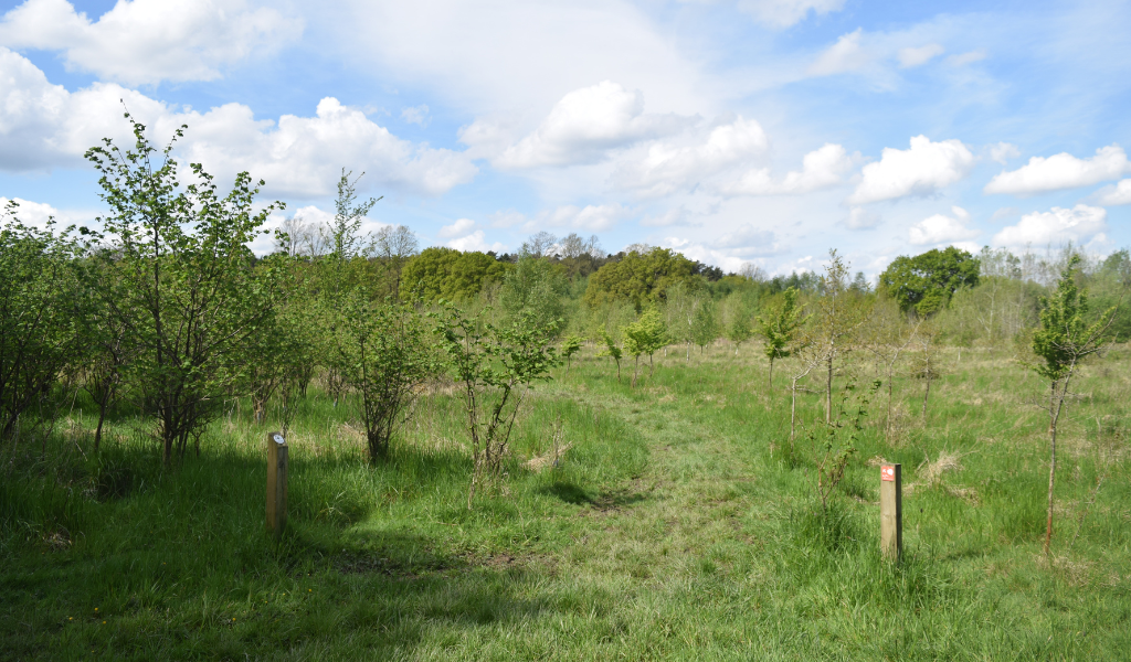 A footpath leading through a young woodland