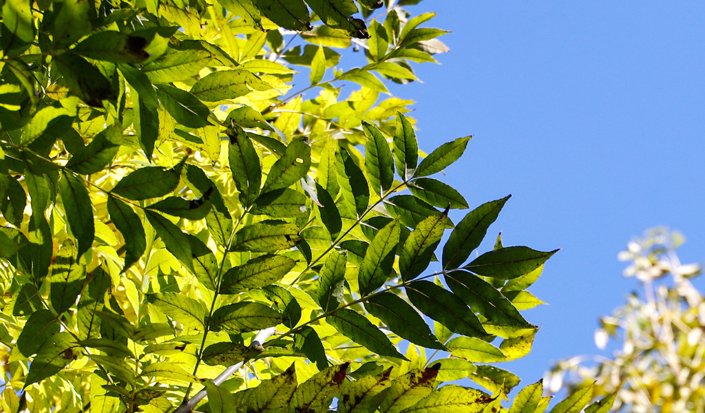 A close up of ash tree leaves in the sunshine