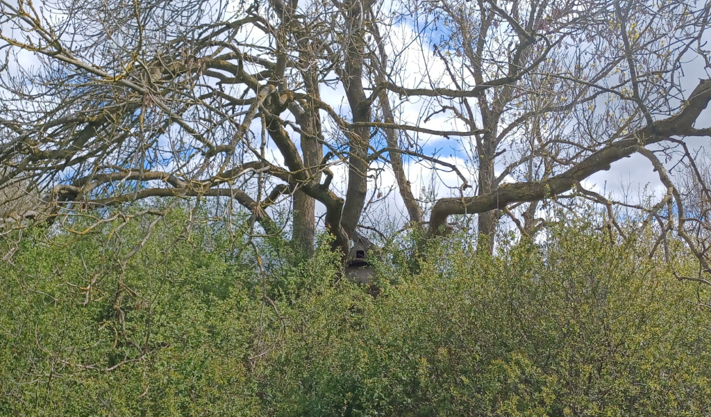 A view of an owl box in a mature tree at Giddings Wood