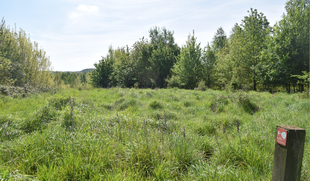 A view looking downhill over Haydon Way Wood across to Windmill Hill in the distance