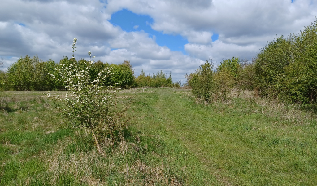 A view of an open area lined with mature trees at Coxmere Wood