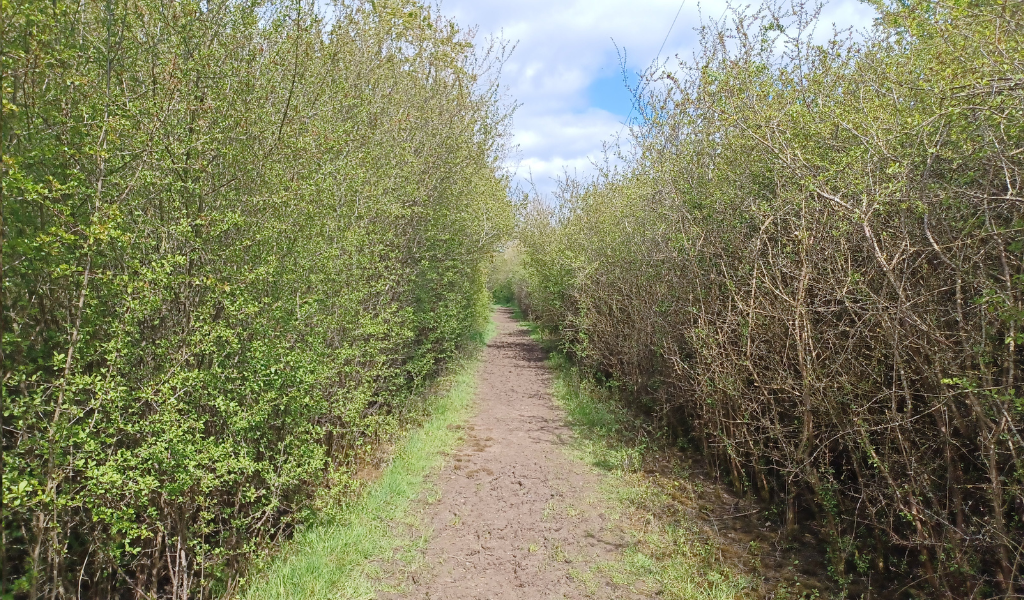 A footpath running through a corridor of blackthorn hedges