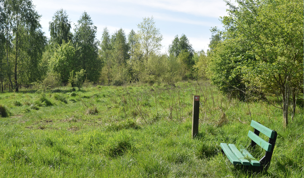 An open ride at Haydon Way Wood with a bench on the right hand side