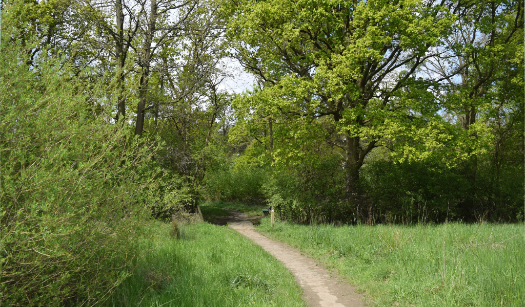 A footpath leading towards at Morgrove Coppice