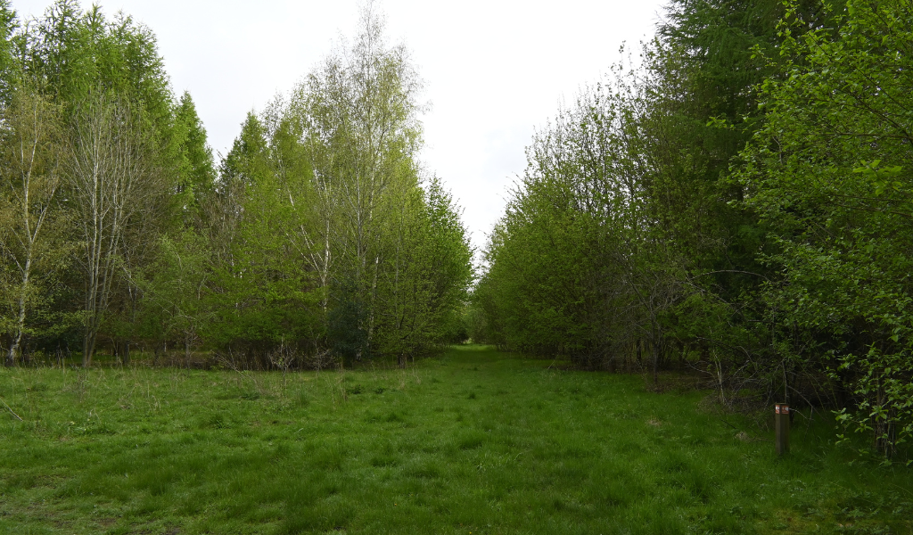 An open glade at Romans Field Wood