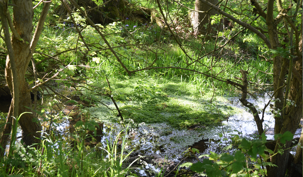 A natural pond in the Forest covered by mature oak tree canopies and grasses