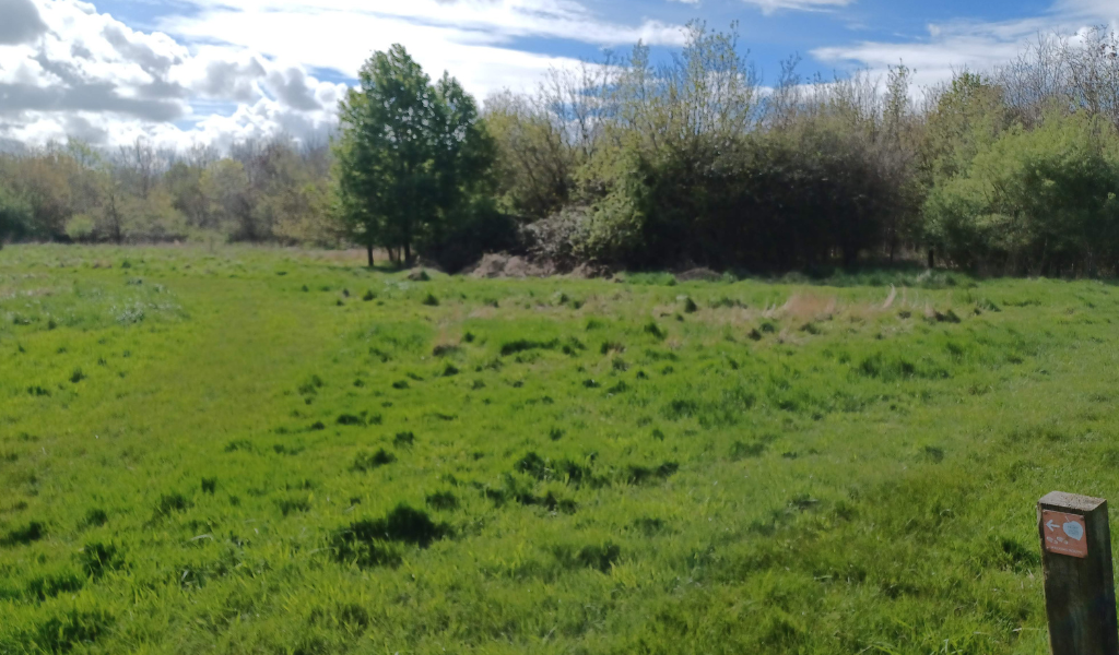 A glade opposite a bench along a forked path at Gidding's Wood