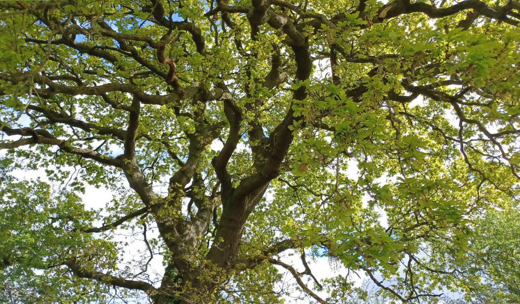 Coxmere Wood | Heart of England Forest