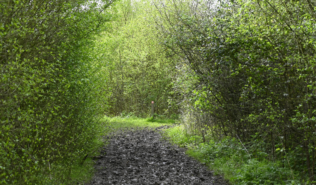 Riverside Trail | Heart of England Forest