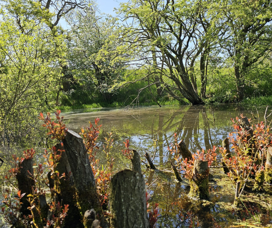 A close up of the edge of a pond with reflection of a tree. There are autumn colours in the grasses and foliage surrounding the water